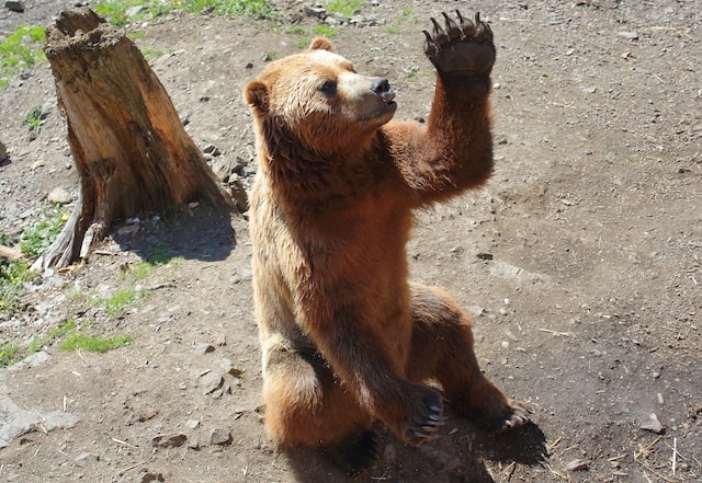 手を挙げる熊の写真