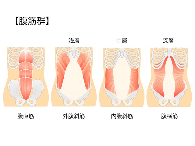 腹筋イラスト