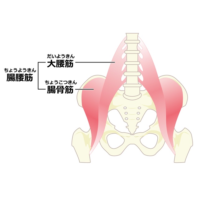 腸腰筋イラスト