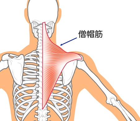 僧帽筋イラスト