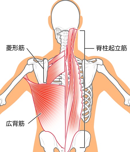 脊柱起立筋イラスト