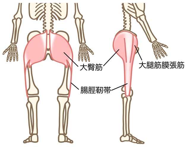 大臀筋イラスト